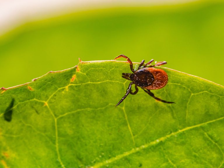 How to Avoid Ticks While Hiking